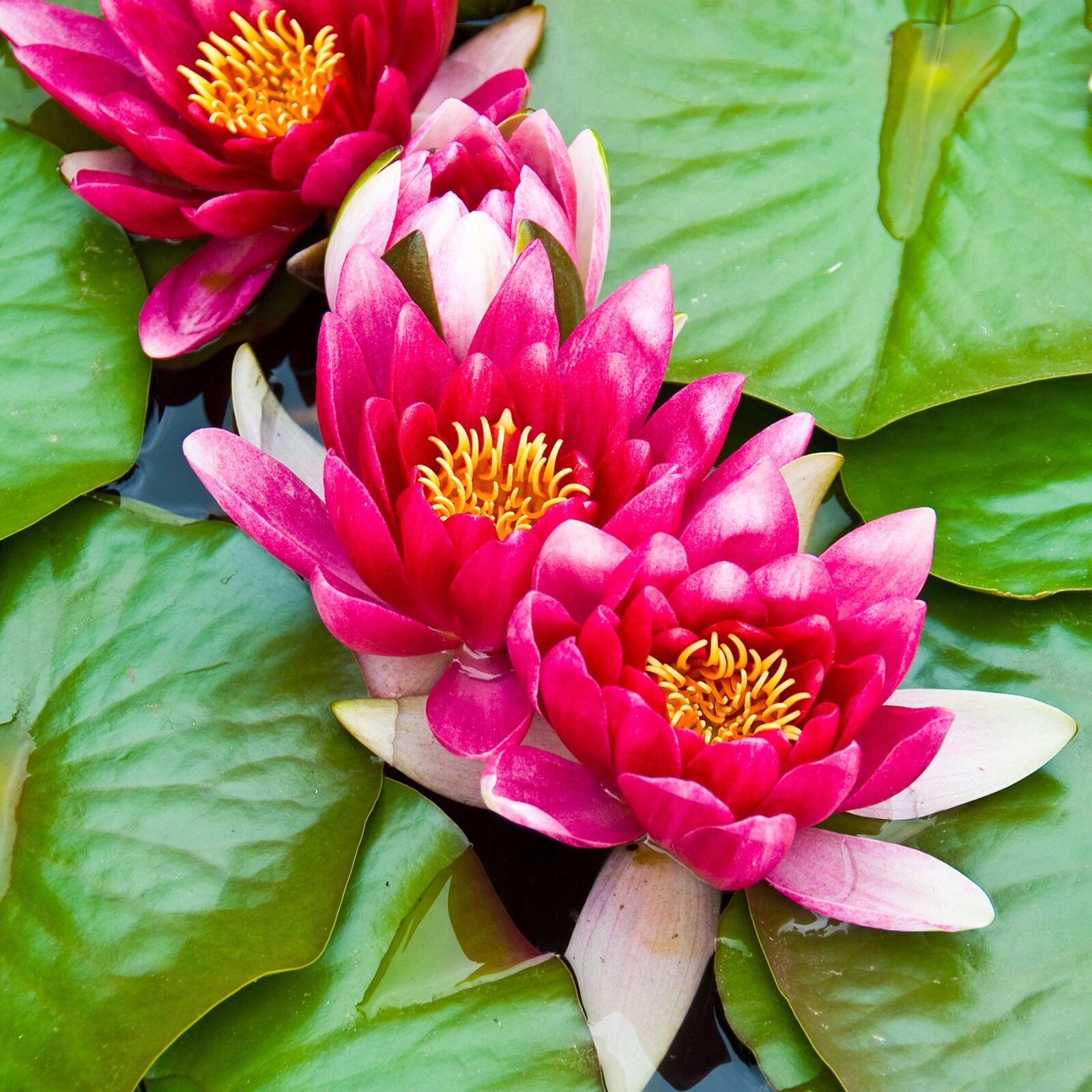 Live Hardy Water Lily Tubers Aquatic Pond Plants Lilies Multiple Colors Avail