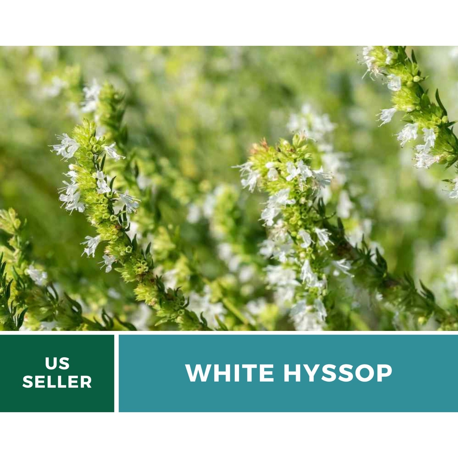 Hyssop, White – 50 Seeds – Culinary & Medicinal Herb (Hyssopus officinalis)