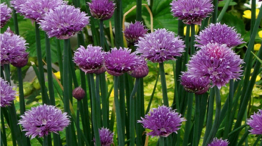 50 Count Chive Seeds – NON-GMO – Free Shipping