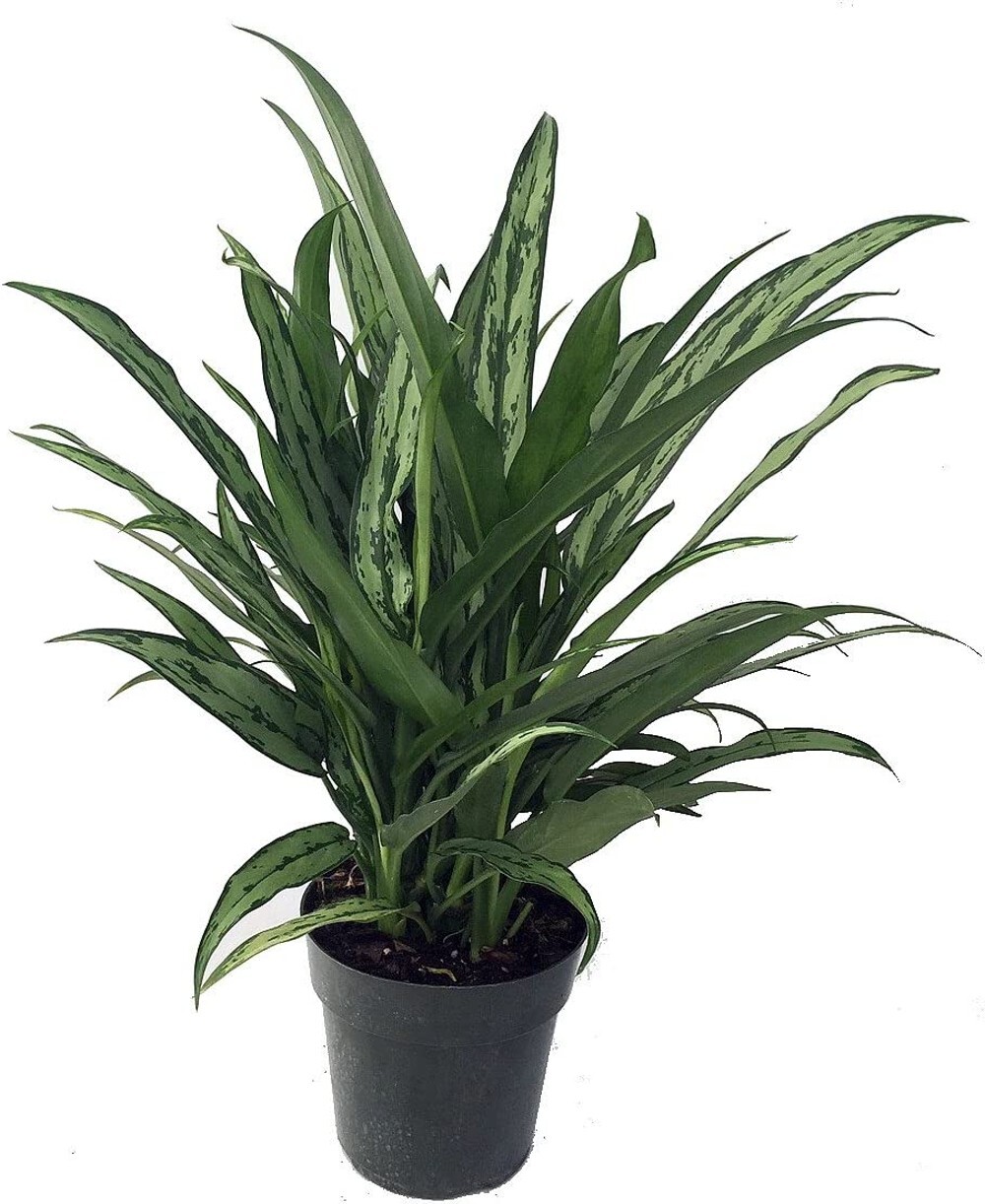 Aglaonemas Evergreens Cutlass Very Pretty Easy To Grow Indoors Live Plant 6″ Pot