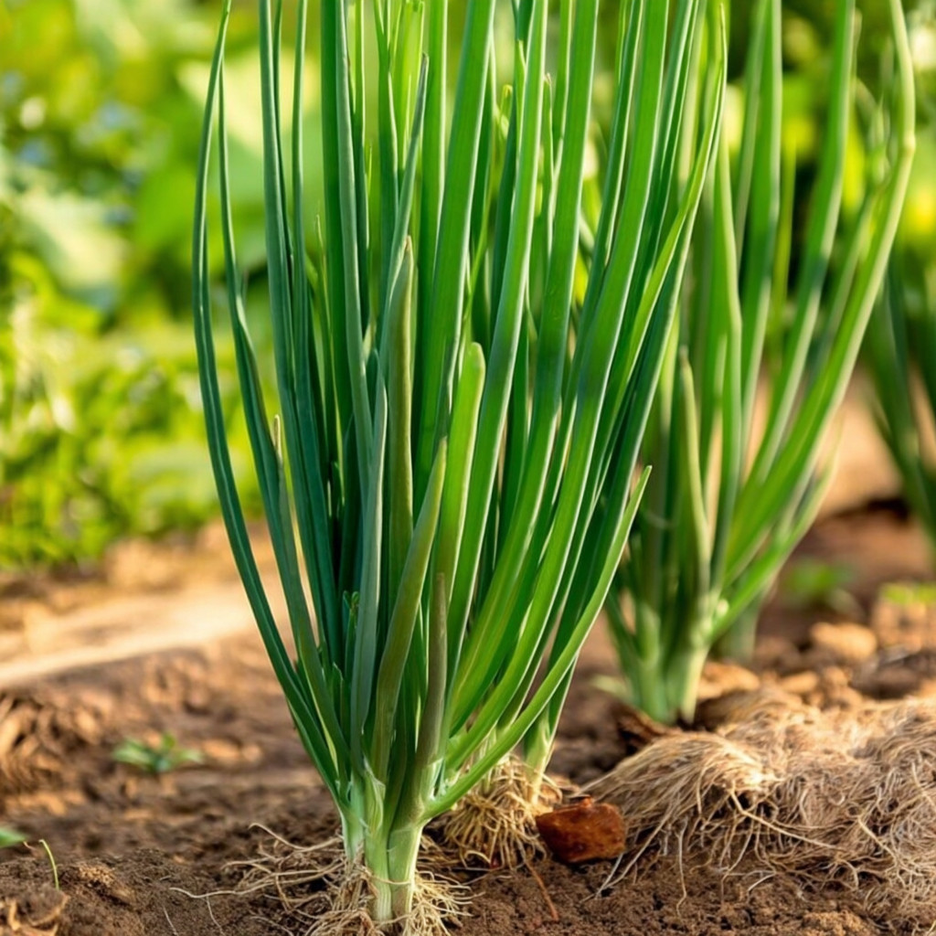 Evergreen White Bunching Onion – 200 Seeds | Tender Heirloom Garden Onions