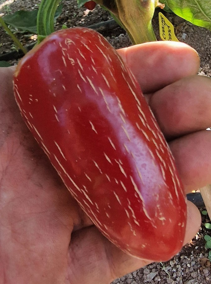 15 – Pepper Seeds – Choice 2025 Premium Fresh – Craig’s Grande Jalapeño – A 27