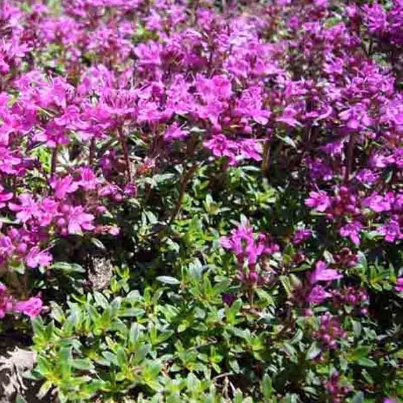 CREEPING THYME 4000 SEEDS PURPLE GROUNDCOVER LAWN HERB DROUGHT ARID PERENNIAL US