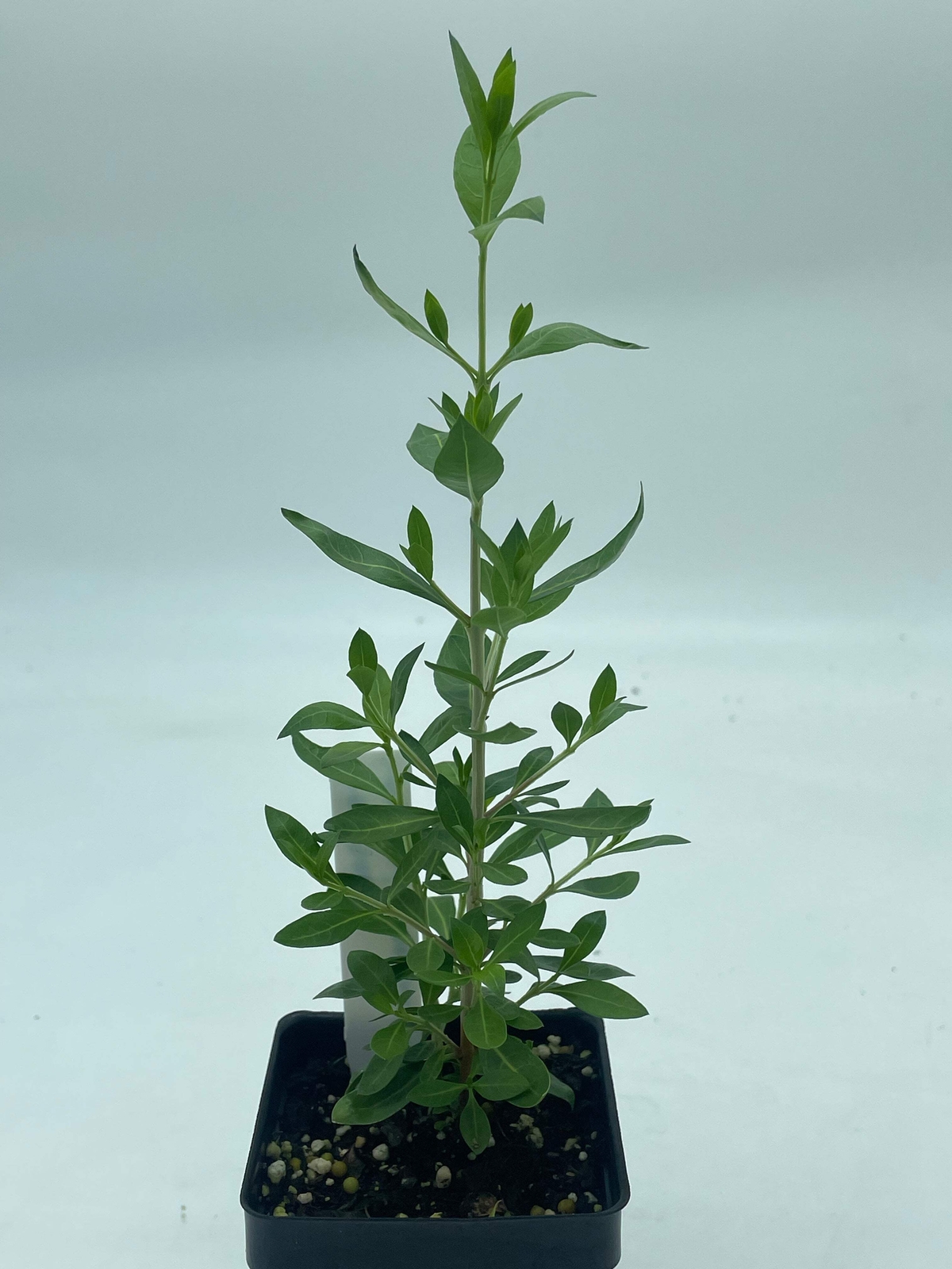 Henna Starter Plant – Lawsonia Inermis Easily Make Your Own Natural Ink For Art