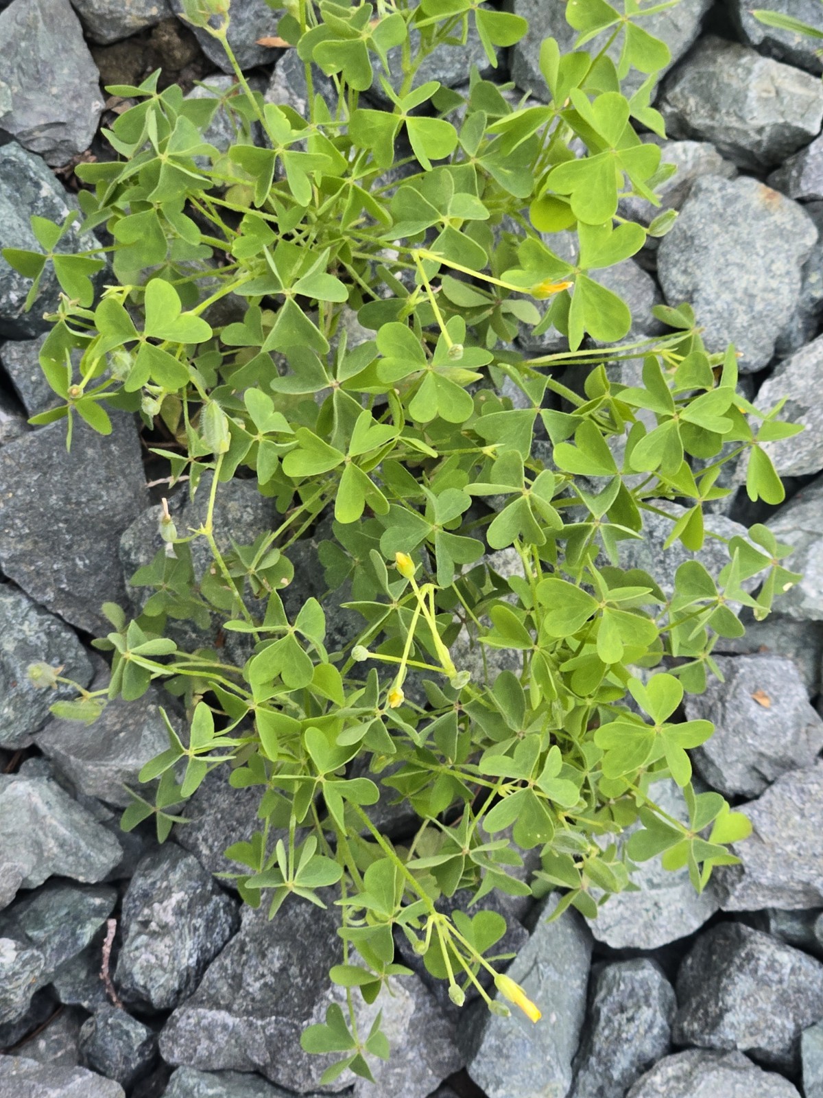 Live Common Yellow Woodsorrel (Oxalis Stricta)Bare Root Plant”Lemon Clover” Herb