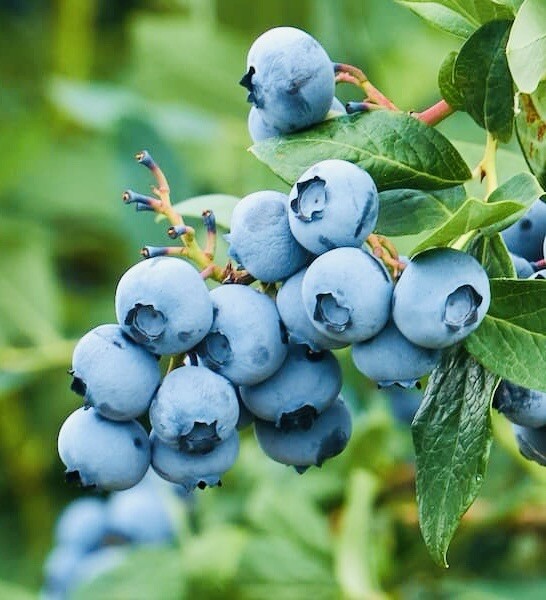 200+ SOUTHERN BLUEBERRY FRUIT SEEDS SWEET NON GMO FRESH HARVEST FREE SHIPPING