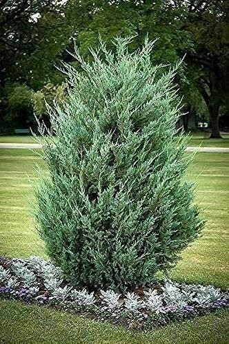 Juniper Moonglow | 4 Inch | Juniperus scopulorum | Groundcover | Erosion Control
