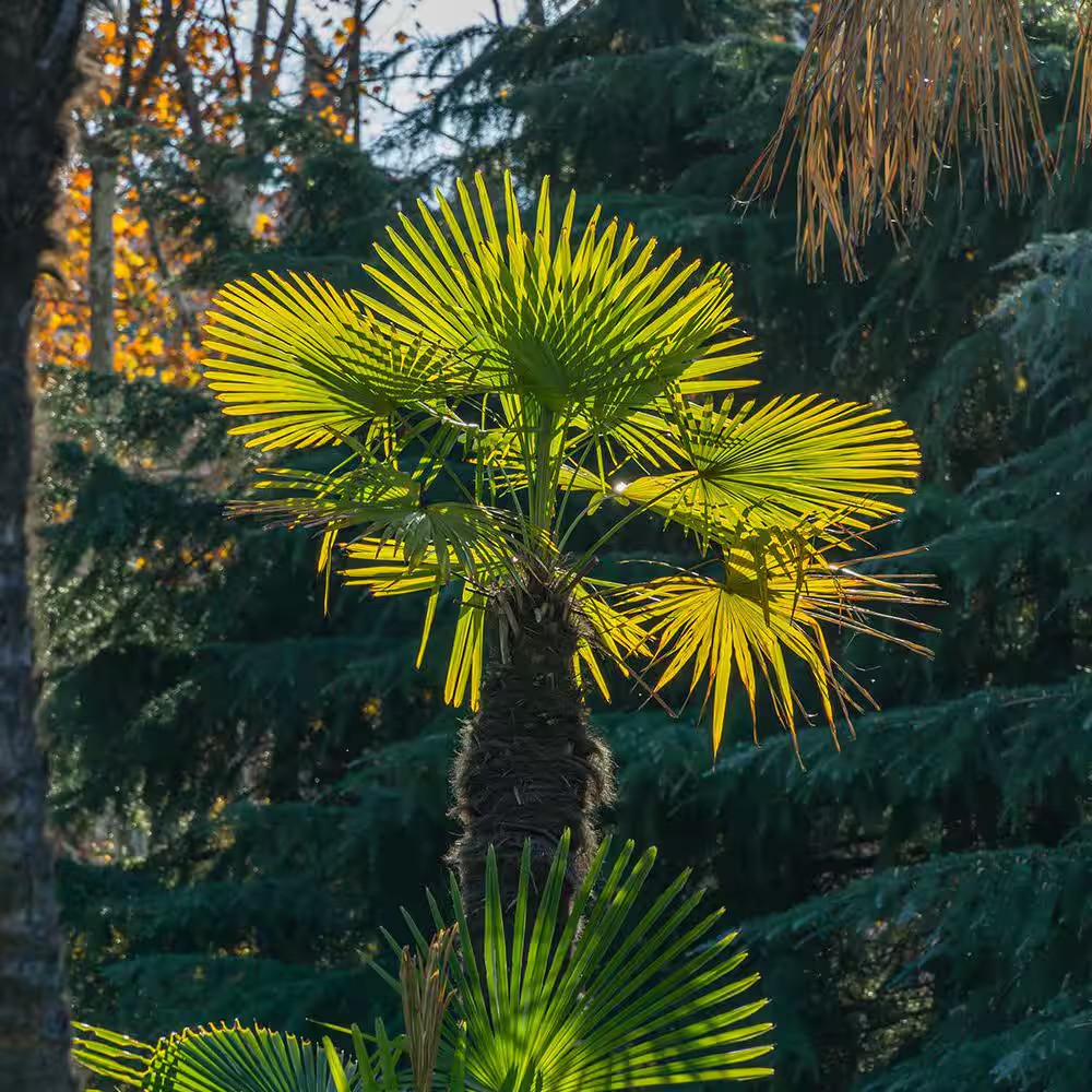 Windmill Palm Tree in 3 Gal. Grower’S Pot