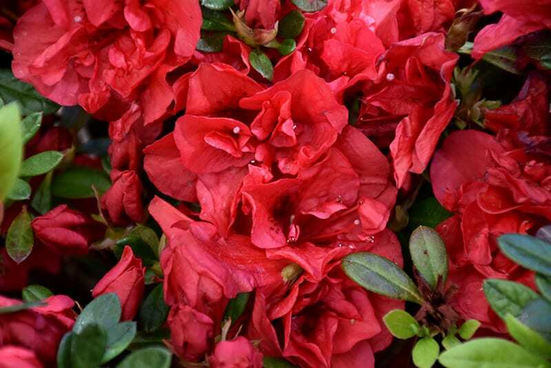 ~~ENCORE AUTUMN FIRE~~Azalea Deciduous Well Rooted Starter Plant~~DEEPEST RED!