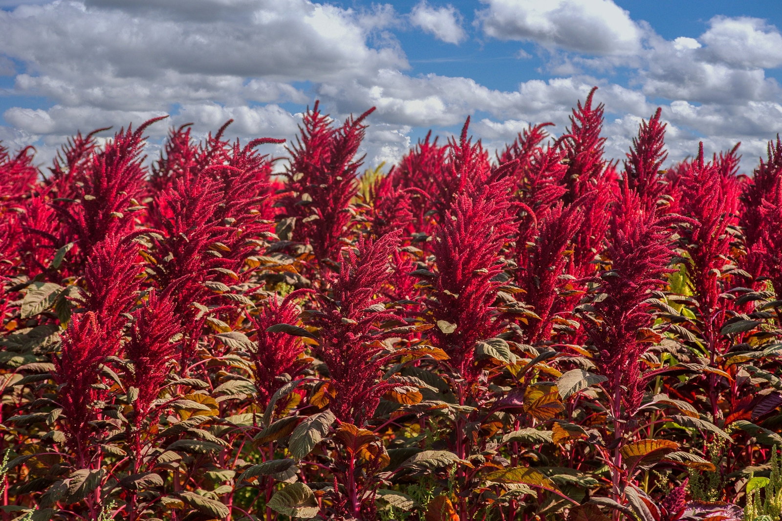 Red Spike Amaranth Cut Flowers Premium Seed Packet