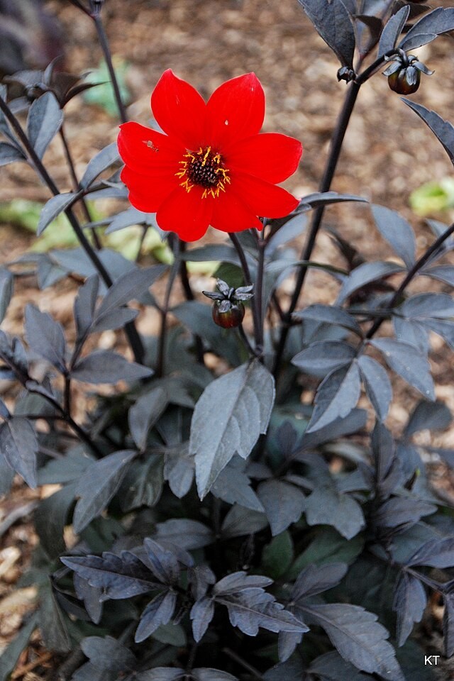red dahlia with black leaves 75 seeds easy to grow from seeds