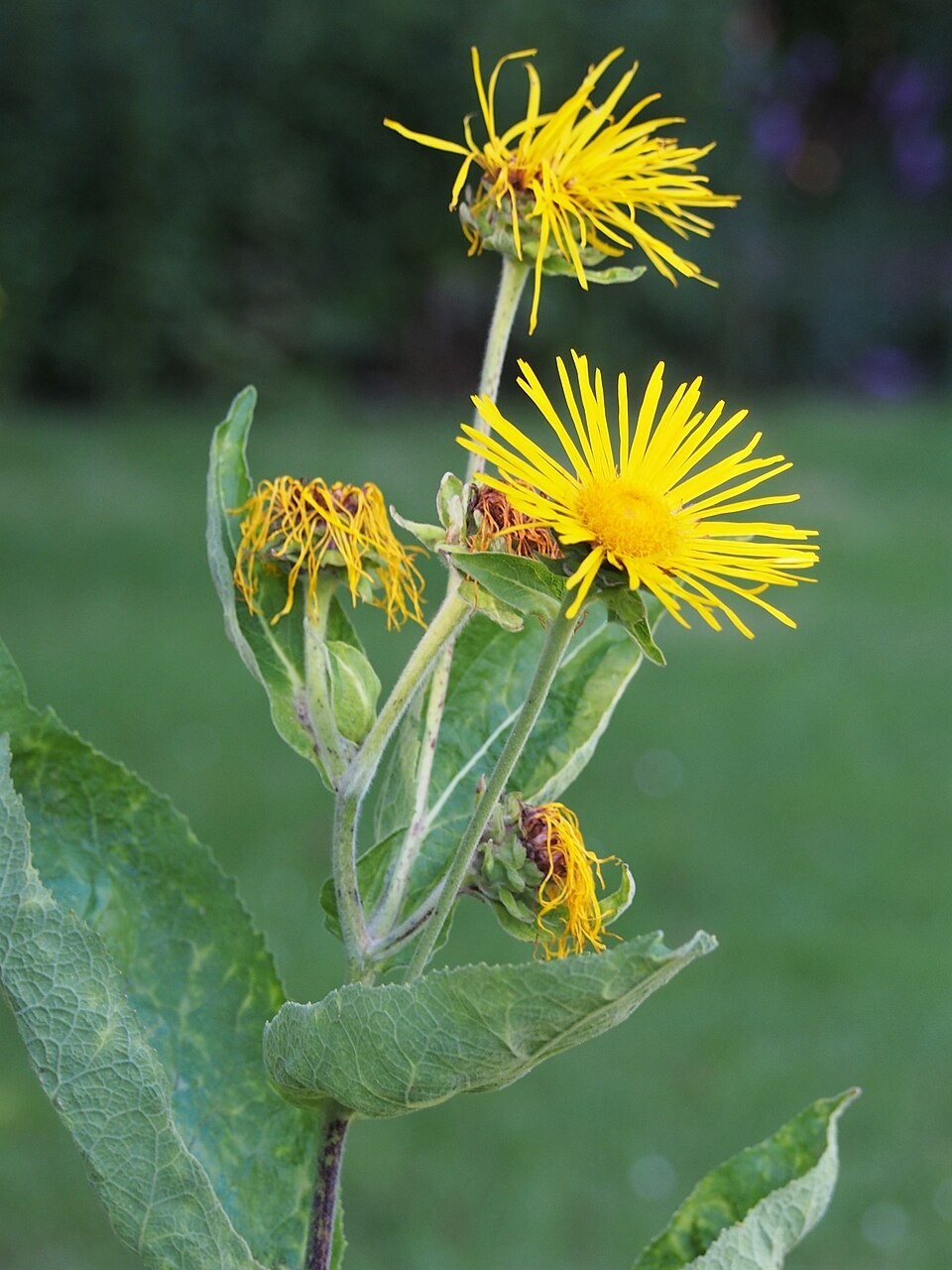 Inula helenium | Elecampane | 20 Seeds