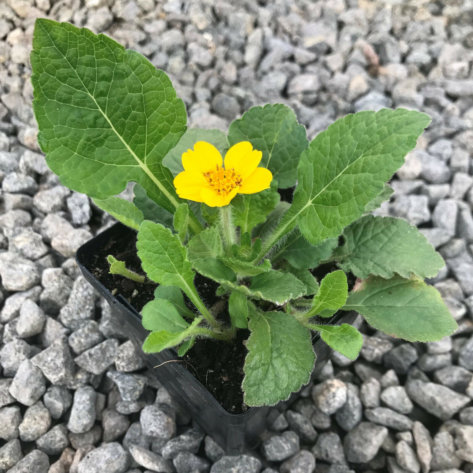 Goldenstar Green and Gold Chrysogonum 25 Plants in 3-1/2 inch Pots
