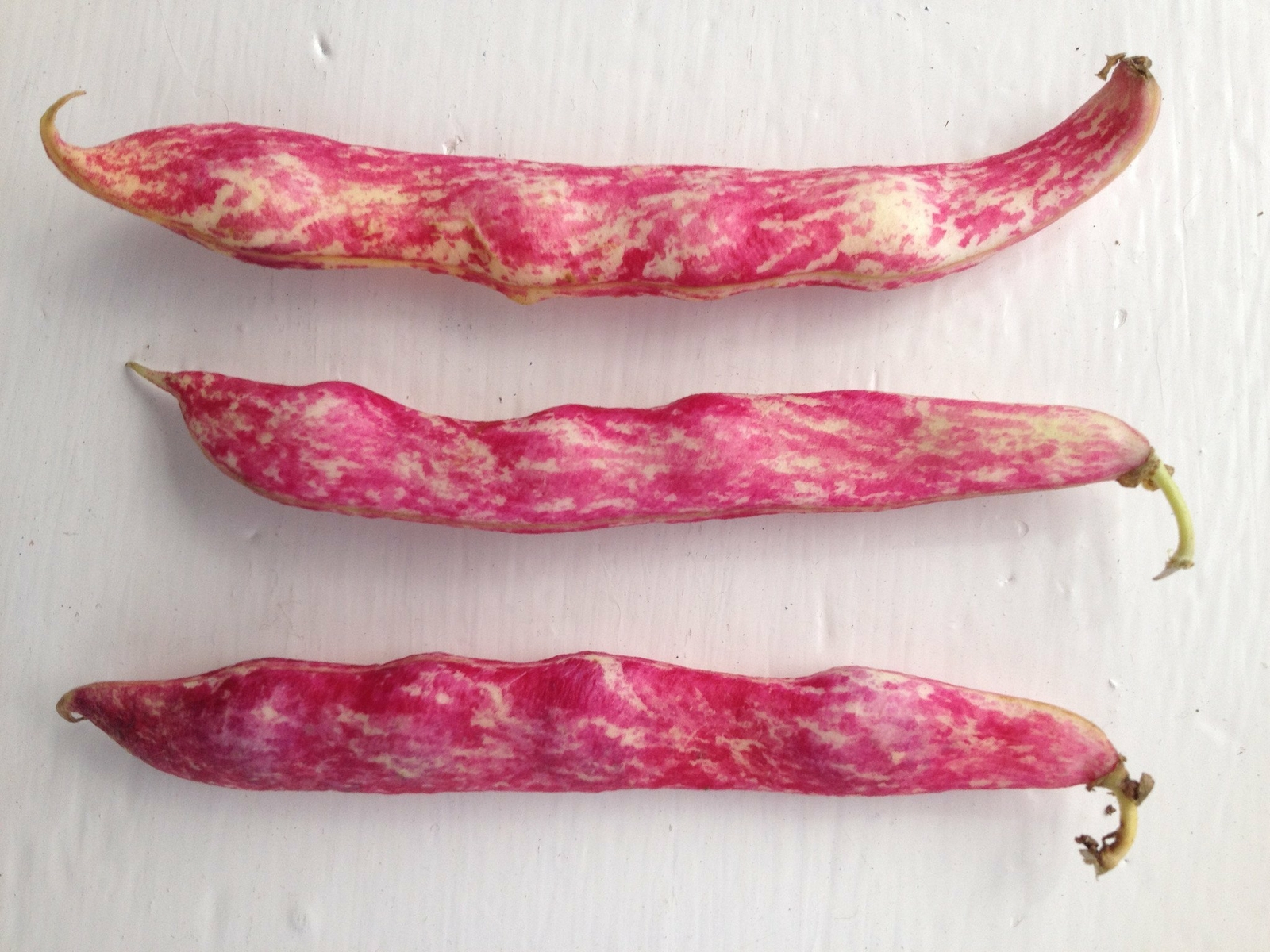 Organic Vermont Cranberry Bush Bean – Phaseolus vulgaris