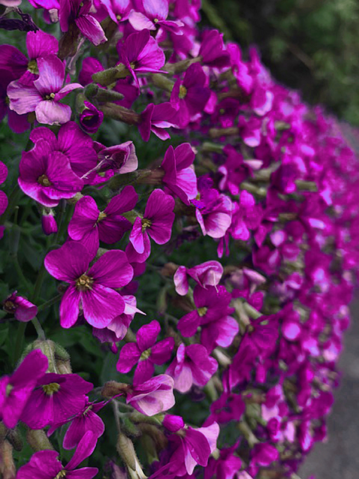 150 Rock Cress Seeds Aubrieta Cascading Purple Flowers – Perennial Ground Cover