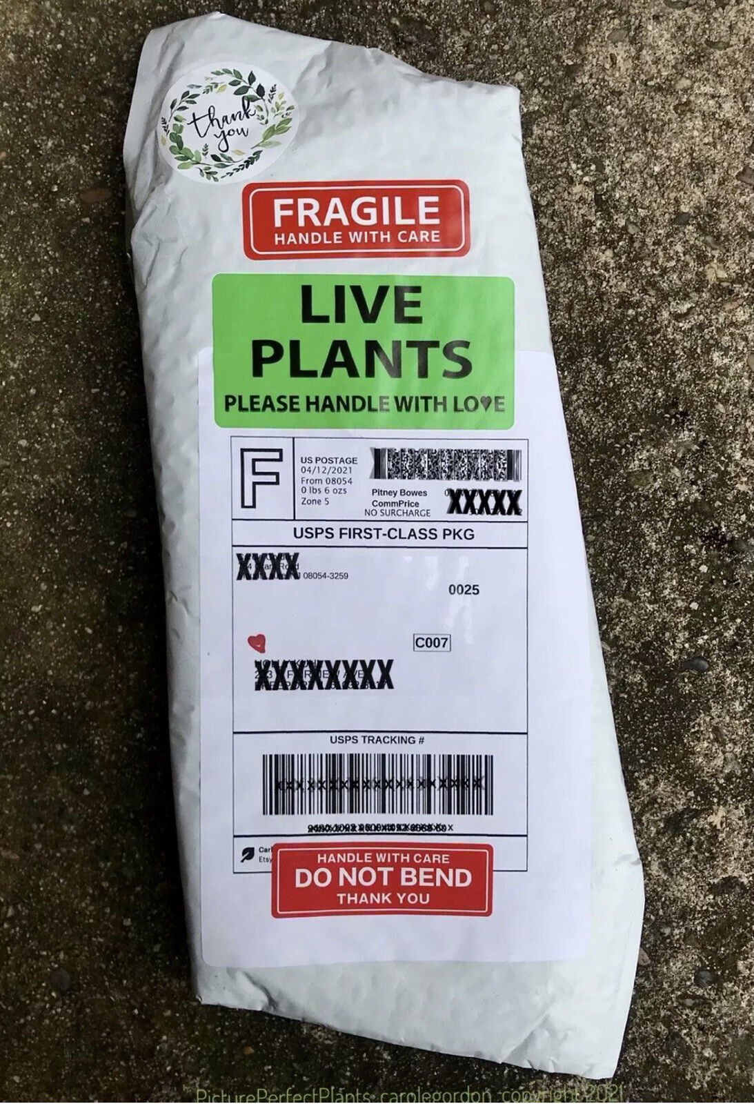 1/ ‘Pink Fantasy’ STOKES’ ASTER Bare Root Perennial Exp. USA Grower 📫FREE SH.