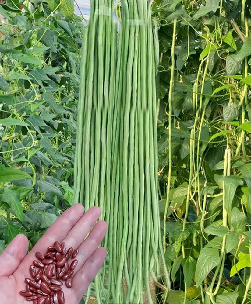 30PCS Green/Red Yard Long Bean Seeds Asian Noodle Asparagus Bean Seeds Set
