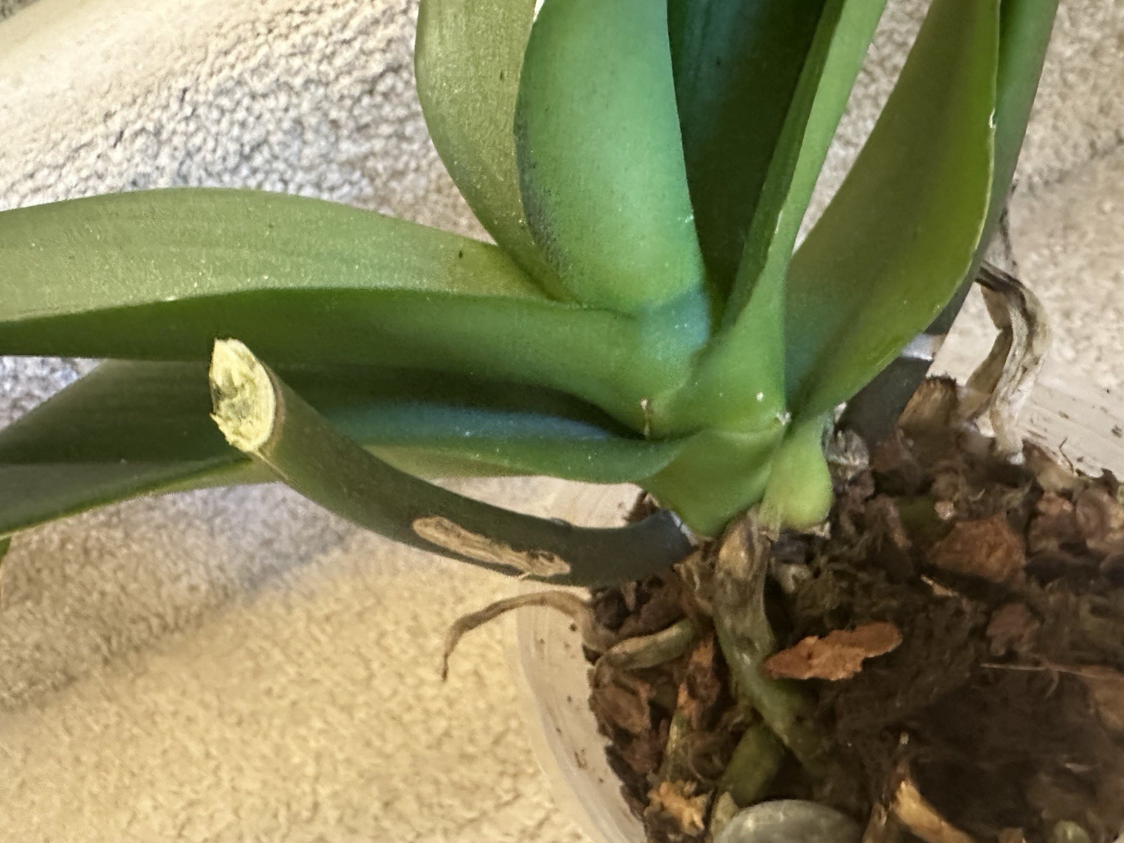 orchid plants for sale live Phalaenopsis (Moth Orchids) Surprise Color 4