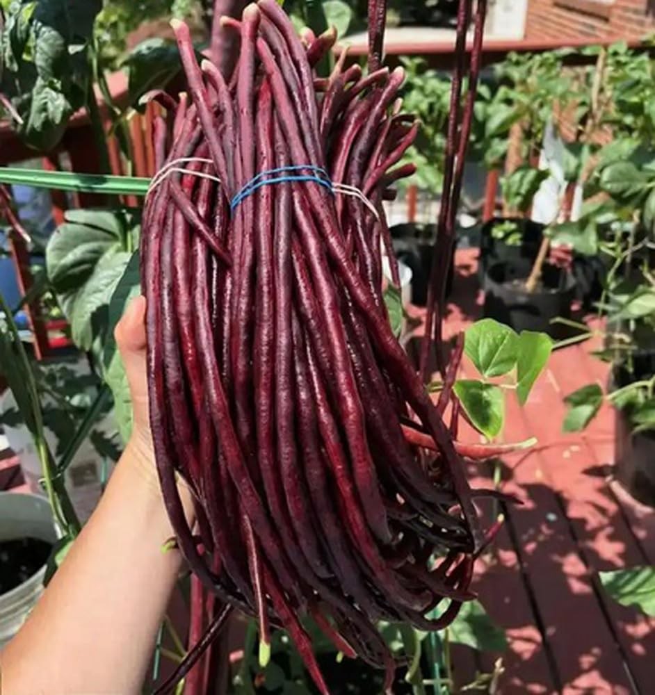 30PCS Green/Red Yard Long Bean Seeds Asian Noodle Asparagus Bean Seeds Set