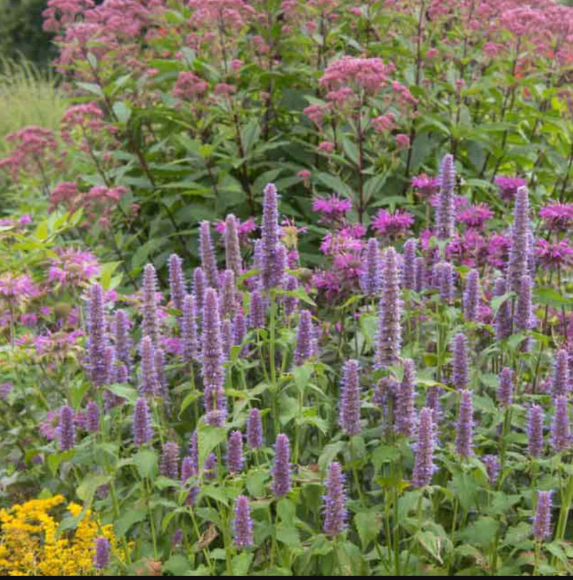 Hyssop GIANT LAVENDER BLUE Agastache Perennial Bees & Hummingbirds 200 Seeds