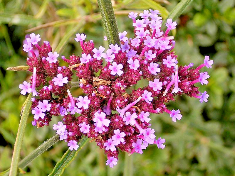 VERBENA BONARIENSIS, 250 SEEDS, TALL VERBENA, HARDY, PURPLE FLOWERS, EZ 2 GROW
