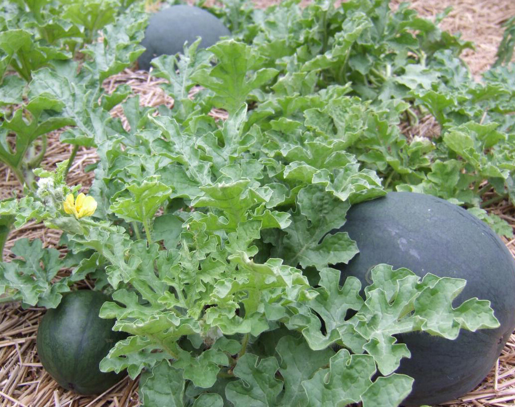 25+Sugar Baby Watermelon Seeds Garden Bush Watermelon AVG WT 7-10 lbs USA