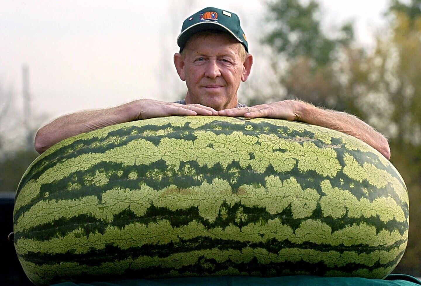 5+ RARE HUGE Carolina Cross #183 Watermelon Seeds HEIRLOOM | ORGANIC | FREE SHIP