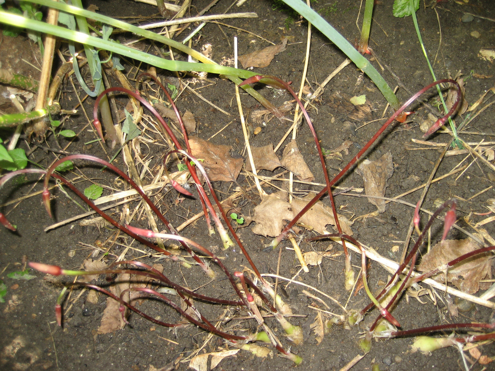 2023 WILD LEEK RAMPS 700 SEEDS 1/2 oz RAMSOM BEARS GARLIC ALLIUM TRICOCCUM A++
