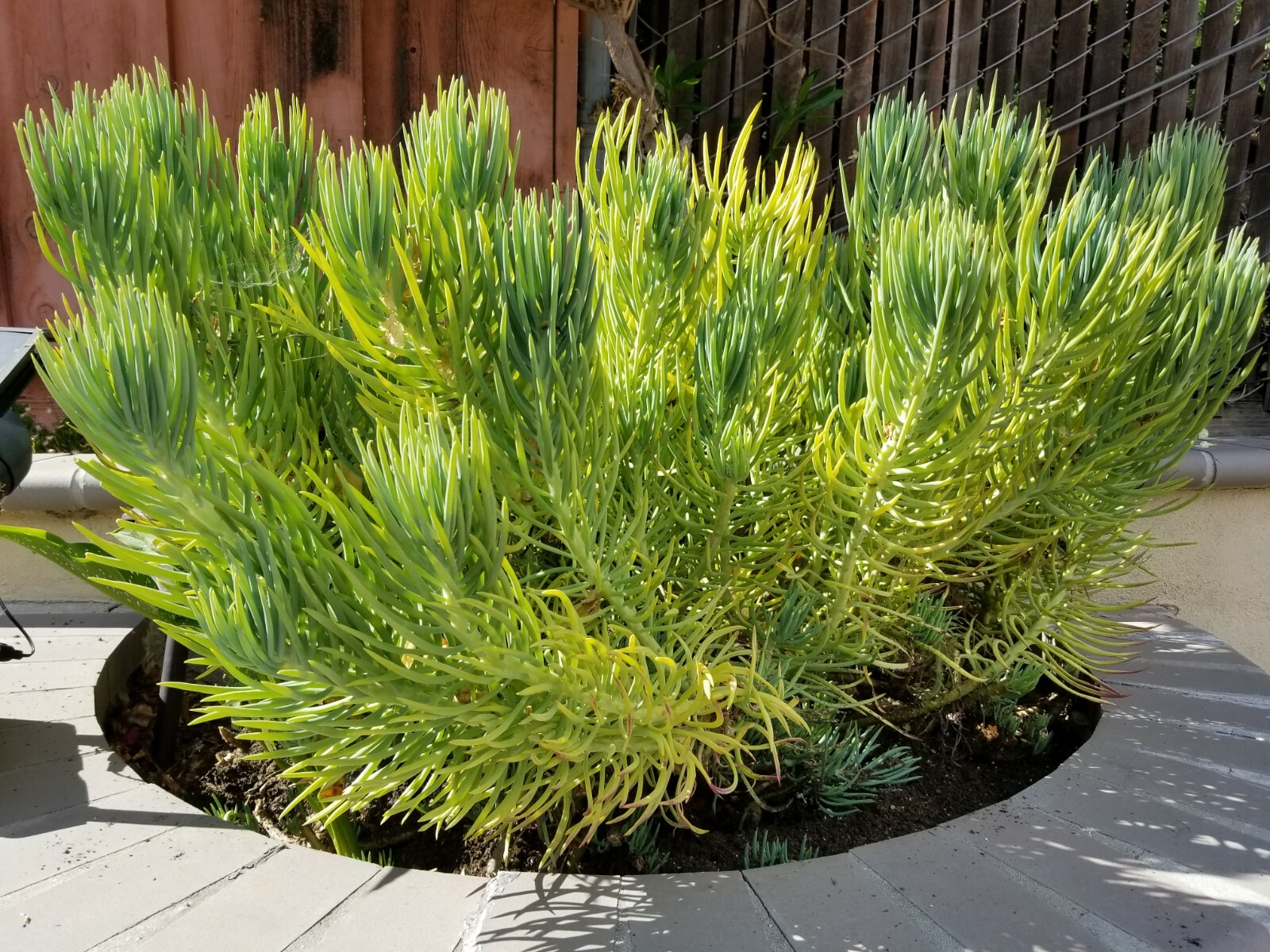 Senecio Vitalis Blue Serpents Mermaid’s Tail Chalk Fingers – Succulent Cuttings