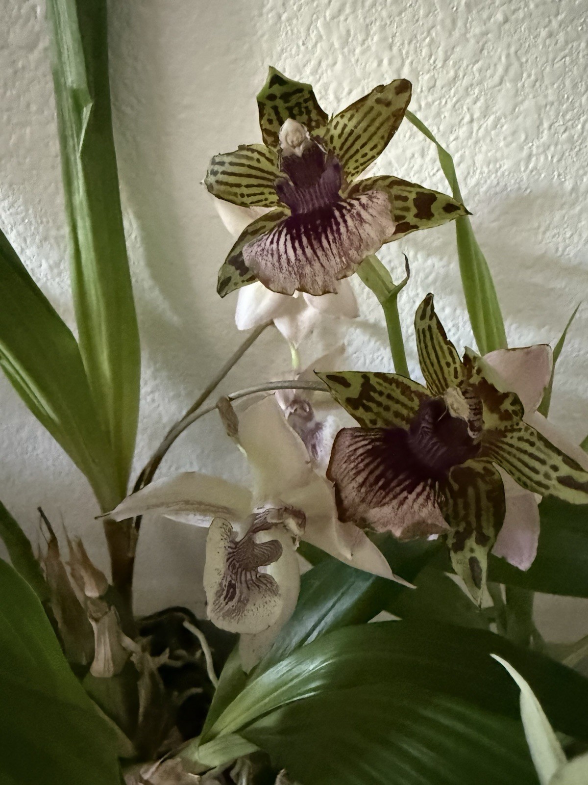 ORCHID Plan ink Z 3 bulb special 3 different sale plus 1 free # 4