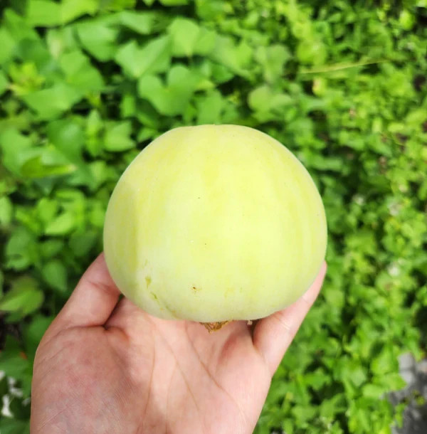 100 Rare Heirloom Sakata’s Sweet Japanese Melon Seeds – Ultra Sweet Desert Melon