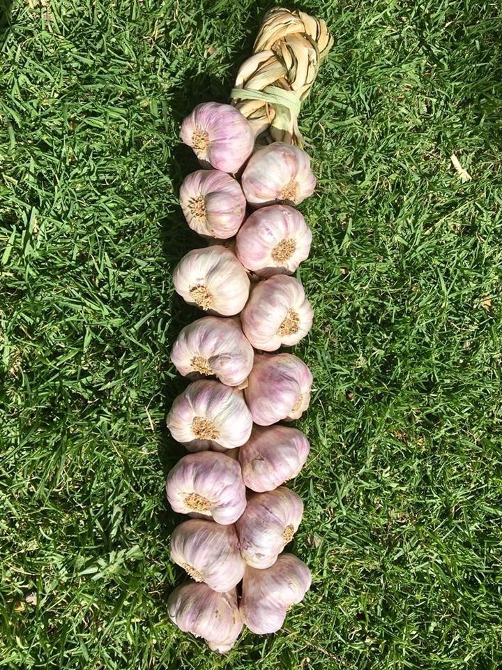 15 Bulb Garlic Braids Certified Organic USA Spicy Purple Stripe Non GMO
