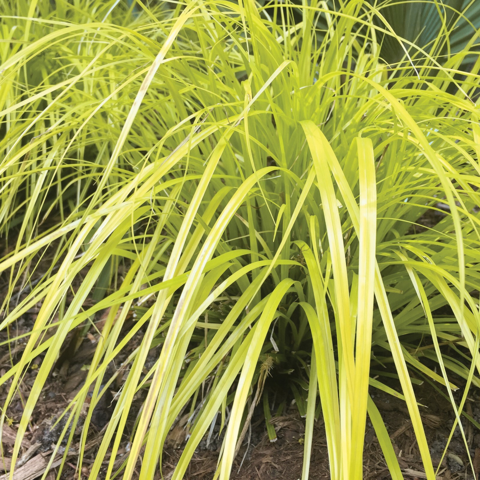 Evercolor ‘Everillo’ Japanese Sedge Carex Shade Grass Hosta Companion