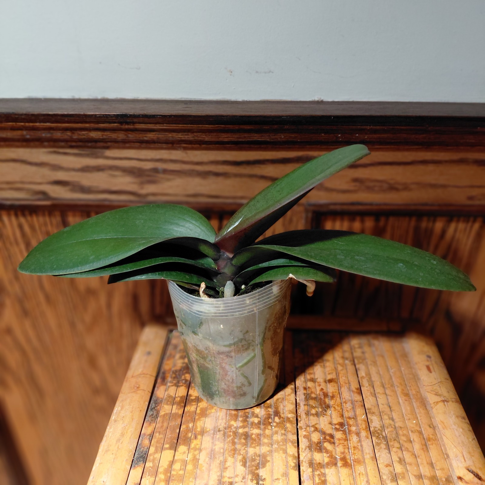 Phalaenopsis Harck Peony – Blooming Size