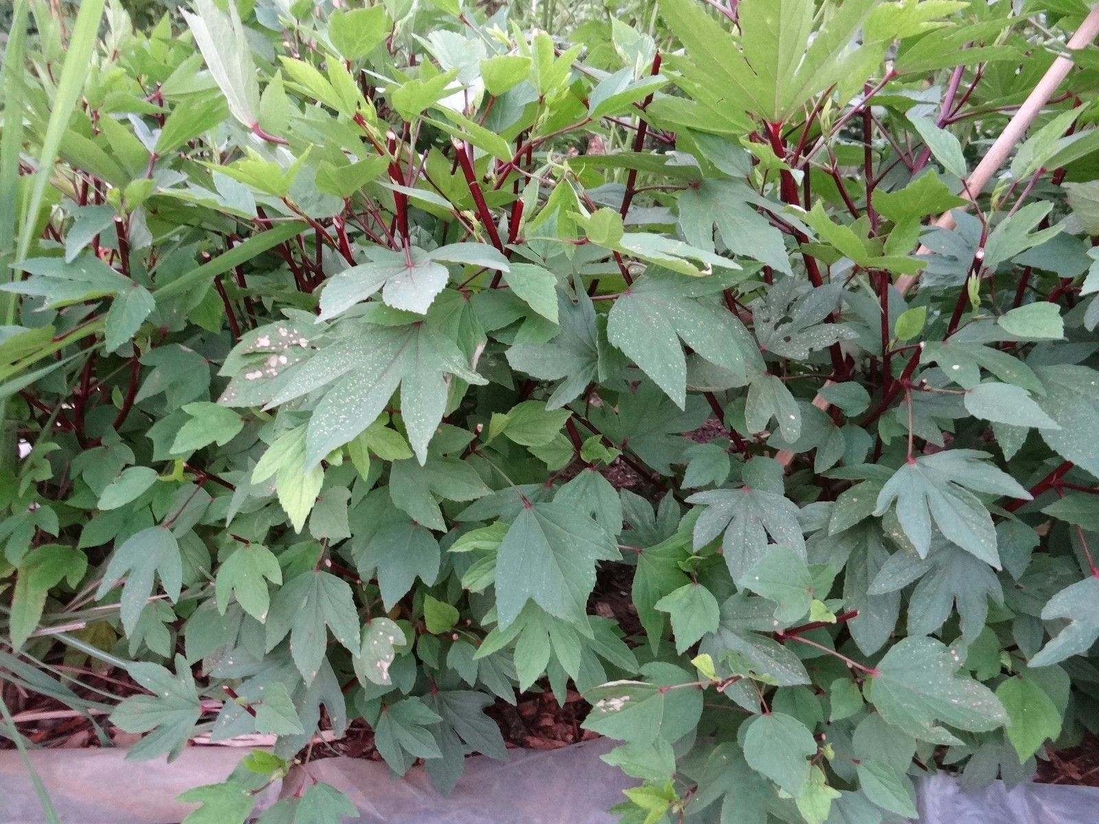 Red Hibiscus Roselle Seeds | Sabdariffa Sour Leaf Sorrel Chin Baung Jamaican