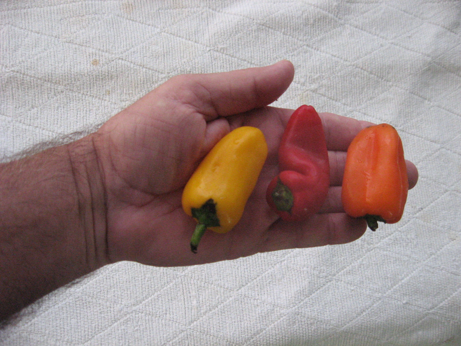 BULK 100 *SWEETEST RED,YELLOW,ORANGE MINI BELL PEPPER SEEDS * STRAWBERRY SWEET