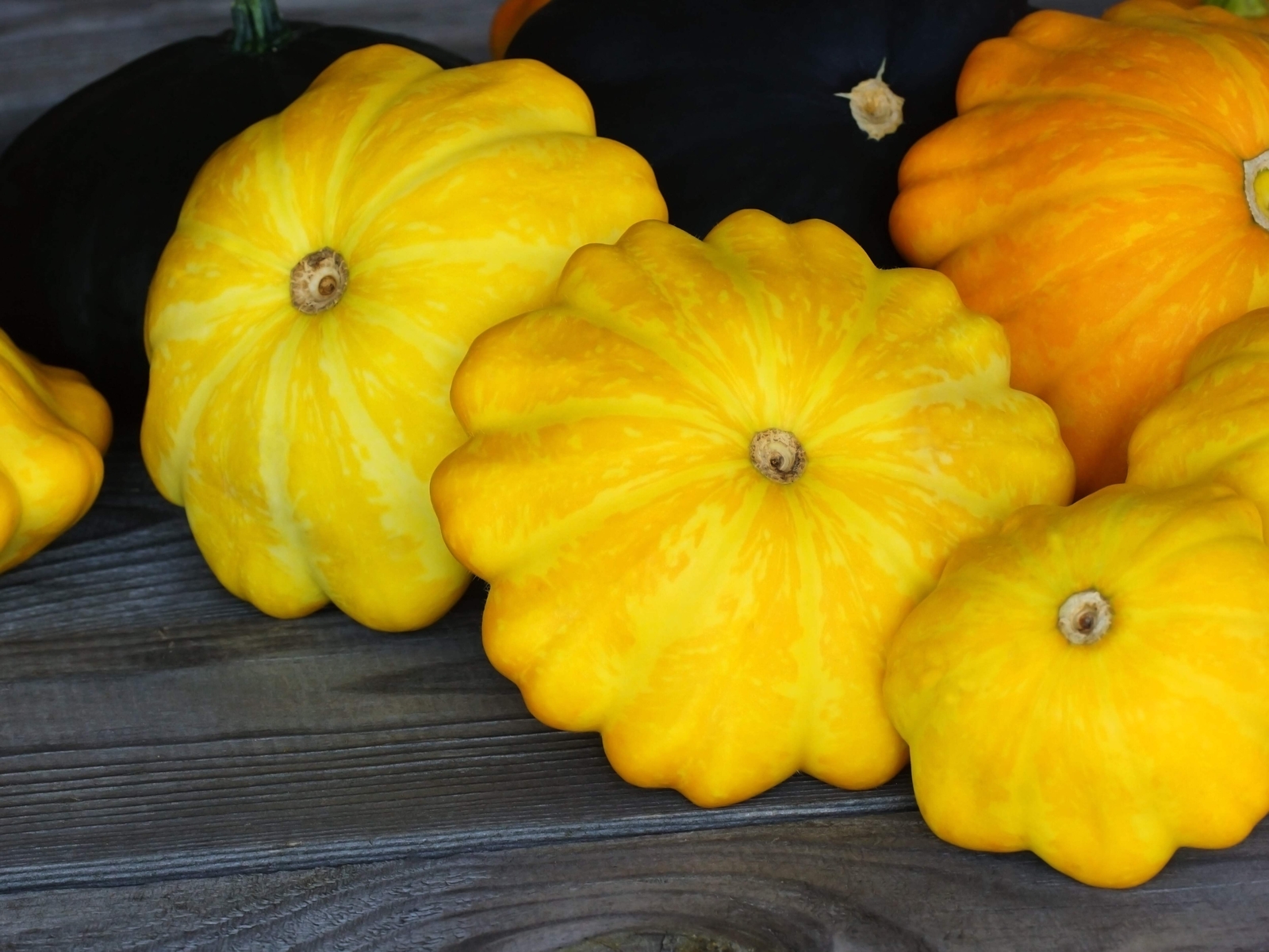 10 Golden YELLOW Bush SCALLOP SQUASH Patty Pan Cucurbita Pepo Vegetable Seeds