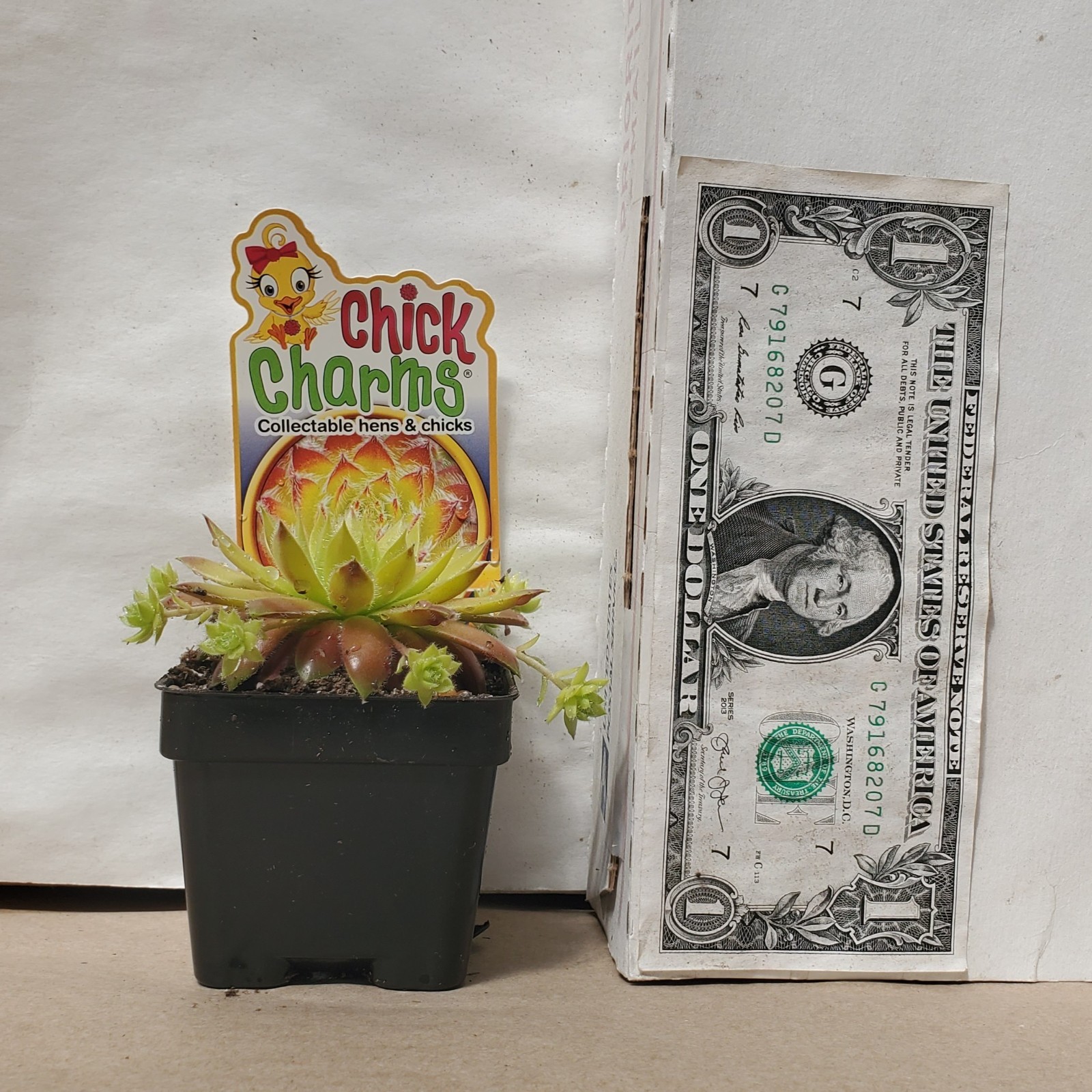 sun sempervivum GOLD DUST new changing hen & chicks 2″ pot = 1 Live Potted Plant