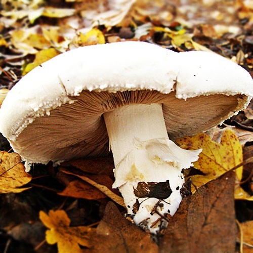Mycelium Oyster Royal + Champignon GIANT + Chanterelle Yellow Organic Ukraine