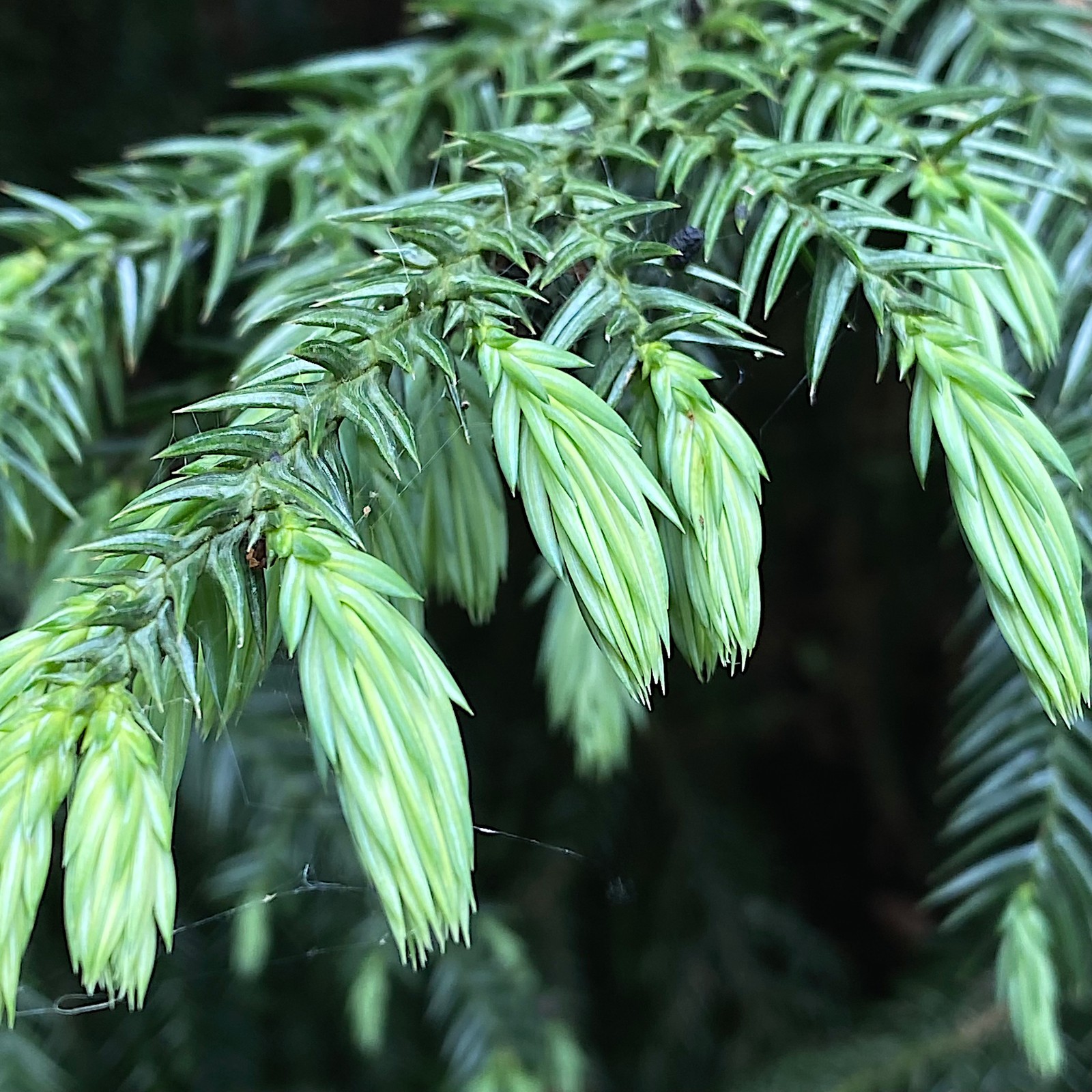 Taiwan Cedar Coffin Tree Seeds (Taiwania cryptomerioides) Rare Evergreen Conifer