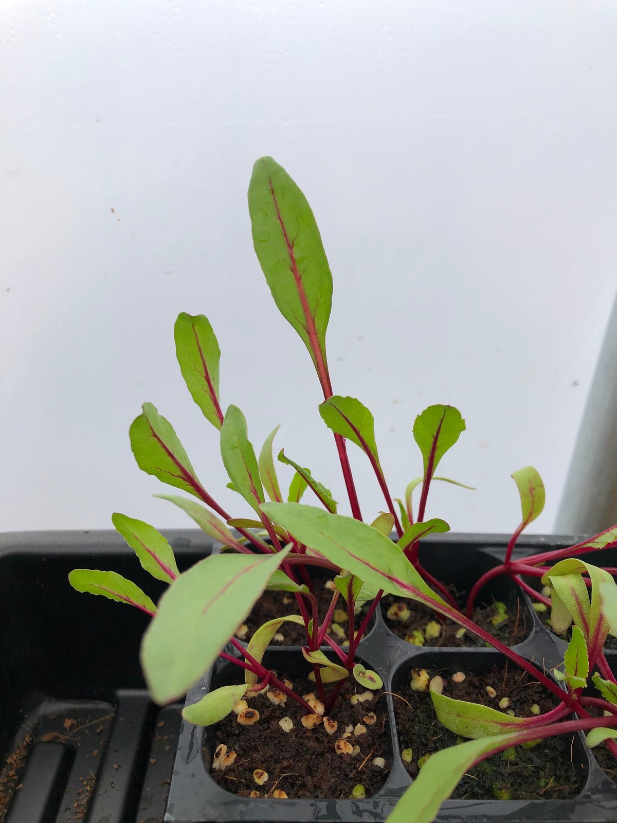 Swiss Chard Live Plant – Seedlings/Plugs and Plants – 3″- 12″ tall – 30-60+ days