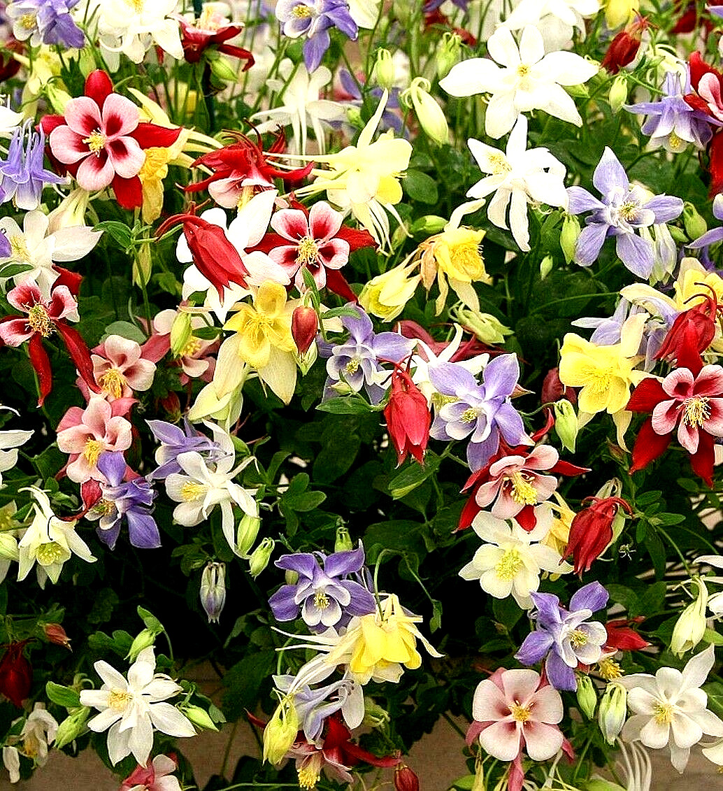 400 COLUMBINE MCKANA GIANTS SEEDS PERENNIAL SPRING MIX FLOWER DEER RESISTANT USA