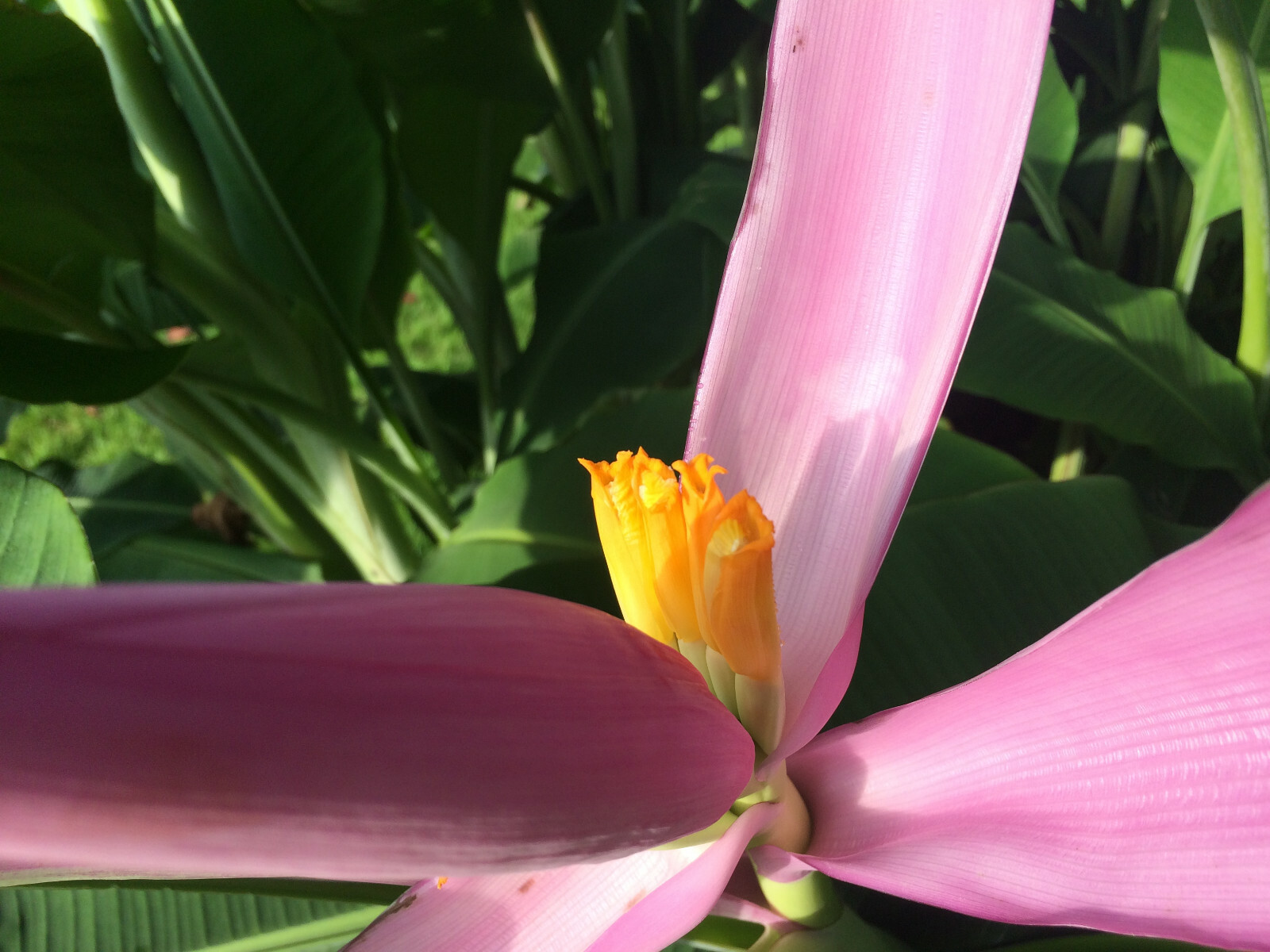 Cold Hardy North America Banana Tree [Beautiful,Fruiting,Organic,Permaculture]