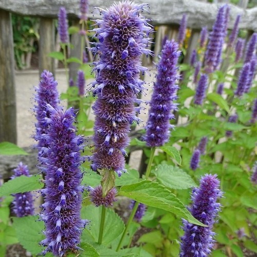 150 Seeds| Blue Hyssop Herb Seeds #7002