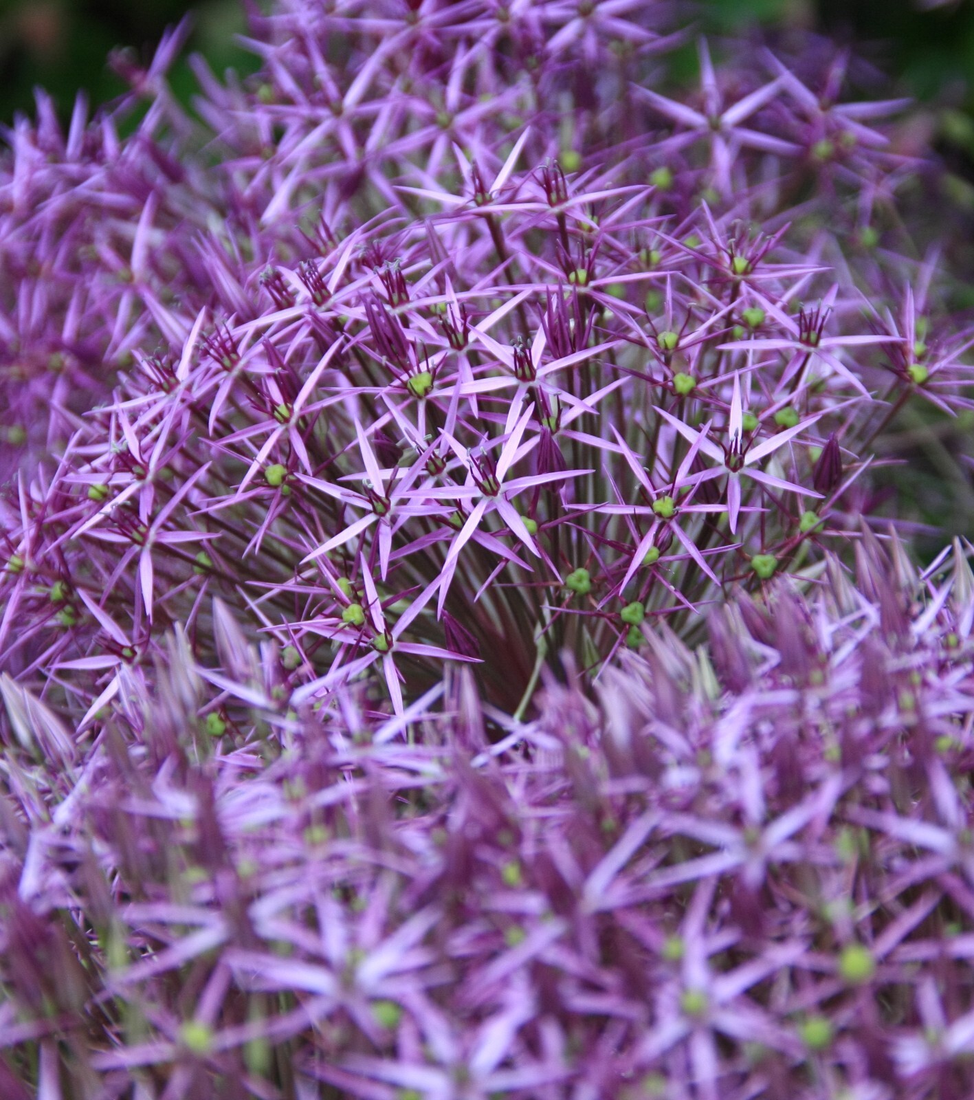 STAR OF PERSIA Seeds *FREE Shipping!* Allium cristophii Persian Onion Seeds