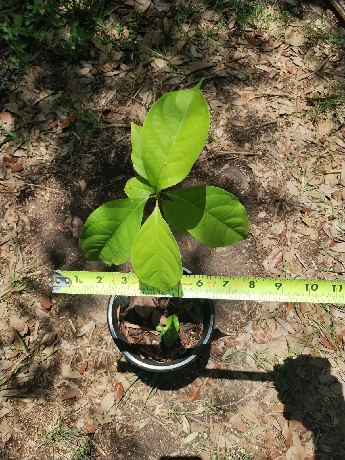 2 Plant Combo South American Psychotria V. And B. Caapi Plant In Same Pot # 2