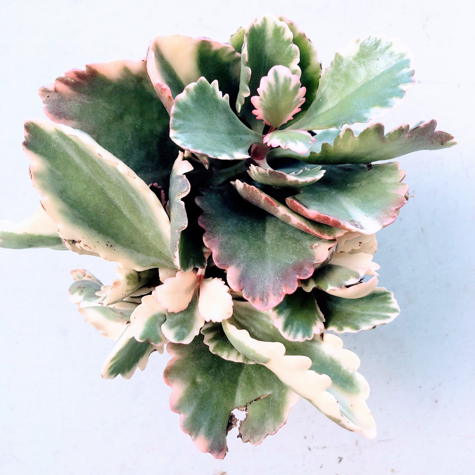 Kalanchoe Fire Rainbow Succulent – Colorful Ruffled Leaves Mix Green, Orange Red