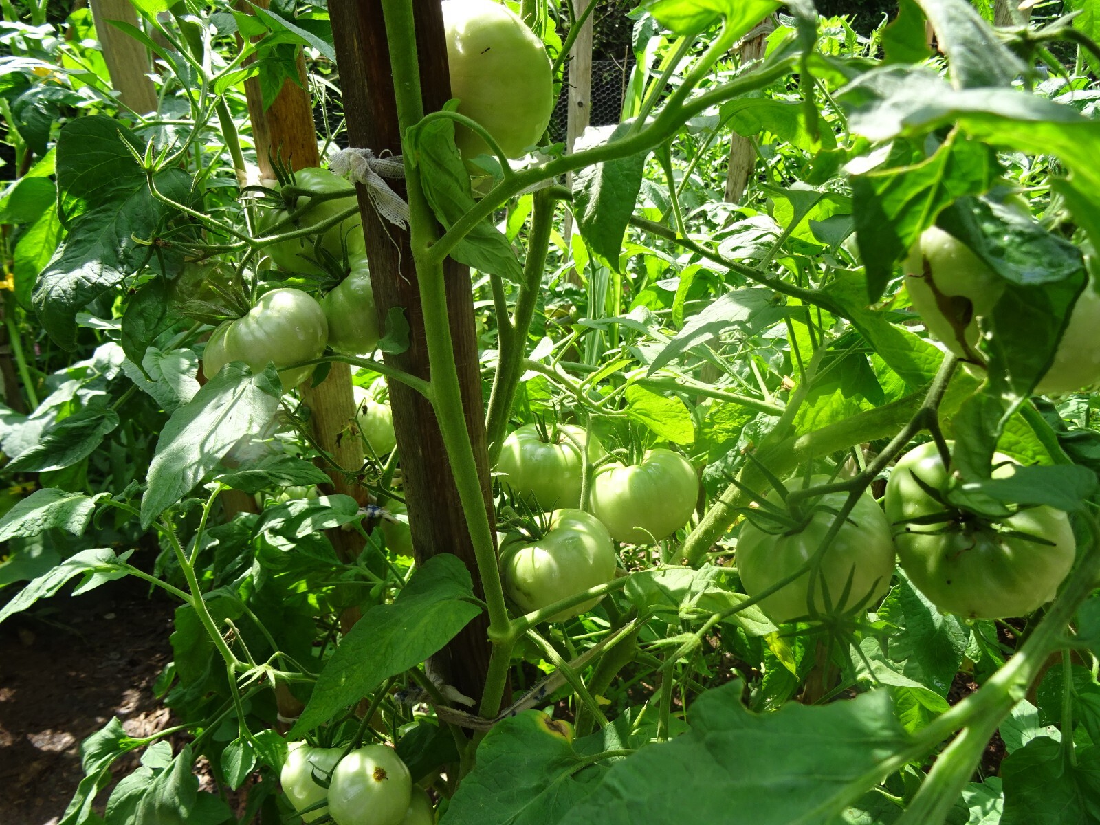 Soldacki Pink Tasty Tomato Heirloom 20 seeds Beefsteak Non-GMO Organic from 2024