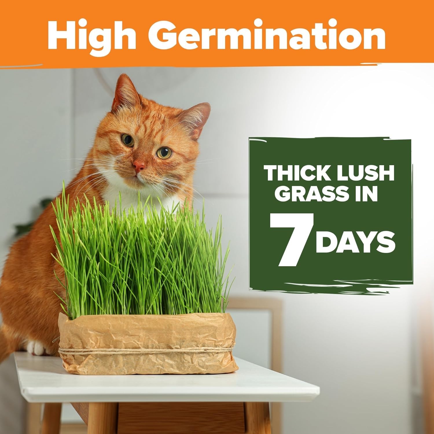 3200+ Indoor Cat Grass Refill – Non-GMO Grown Catnip, Oat & Alfalfa Seeds – …