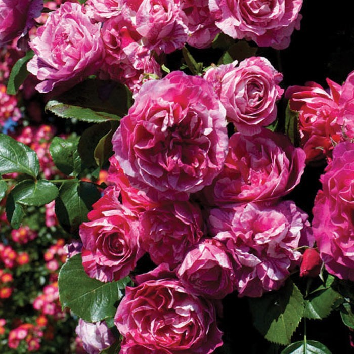 Raspberry Creme Twirl Climbing Rose 1.5 Gal Potted Striped Flowers, Own Root